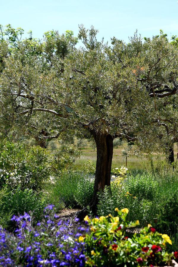 Bed & Breakfast Mas Des Olives *